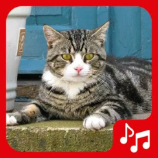 Cat sounds, tones and SMS._1.25_APKPure Cat sounds, tones and SMS._1.25_APKPure